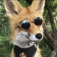 Profile image of Crashpoppy