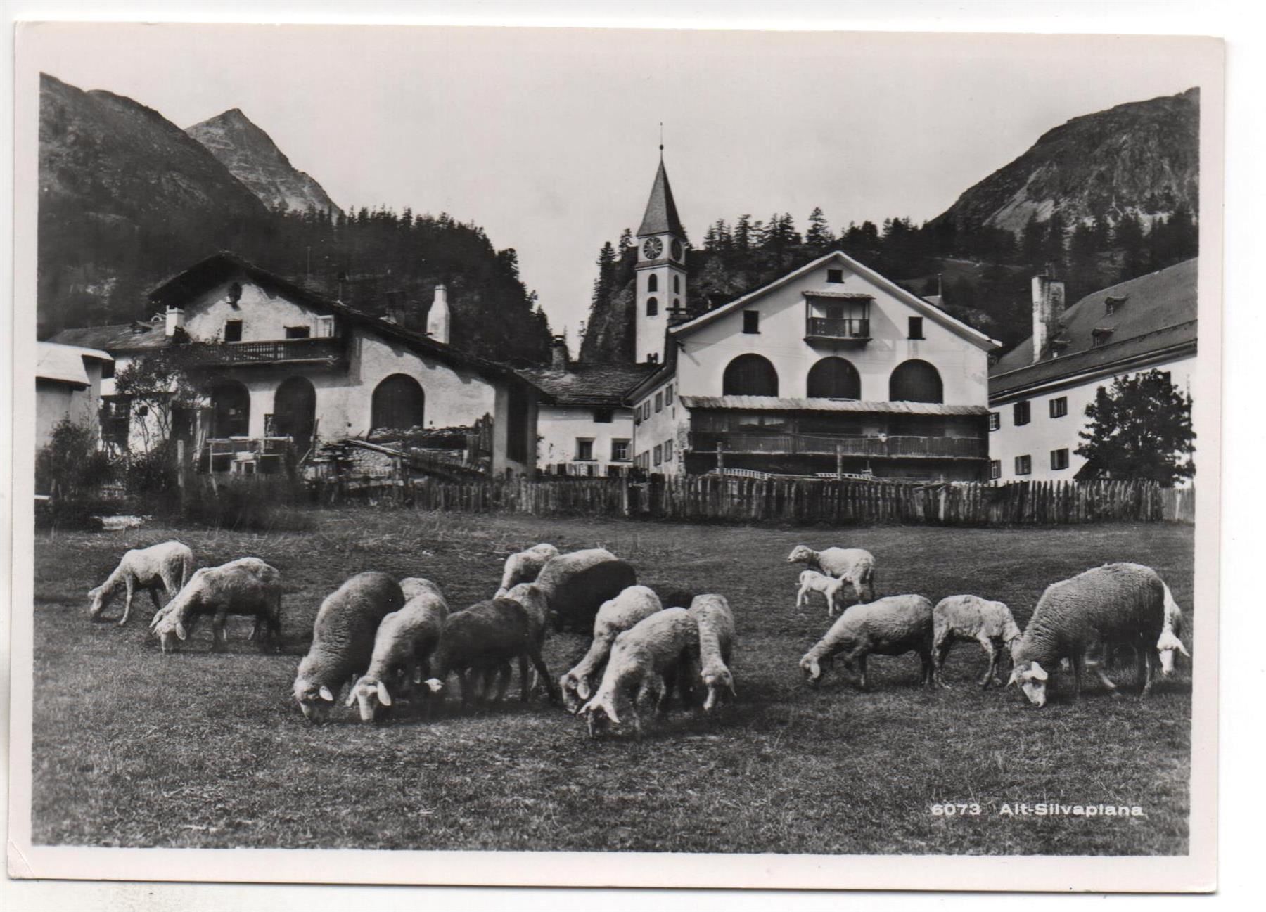 Cartes postales: SILVAPLANA Herde Schafe – D'occasion à Jona par philajona