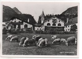 SILVAPLANA Herde Schafe