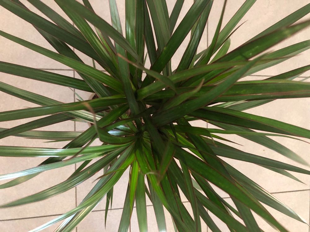 XXL DRACAENA MARGINATA 100cm ZIERPFLANZE Kaufen auf Ricardo