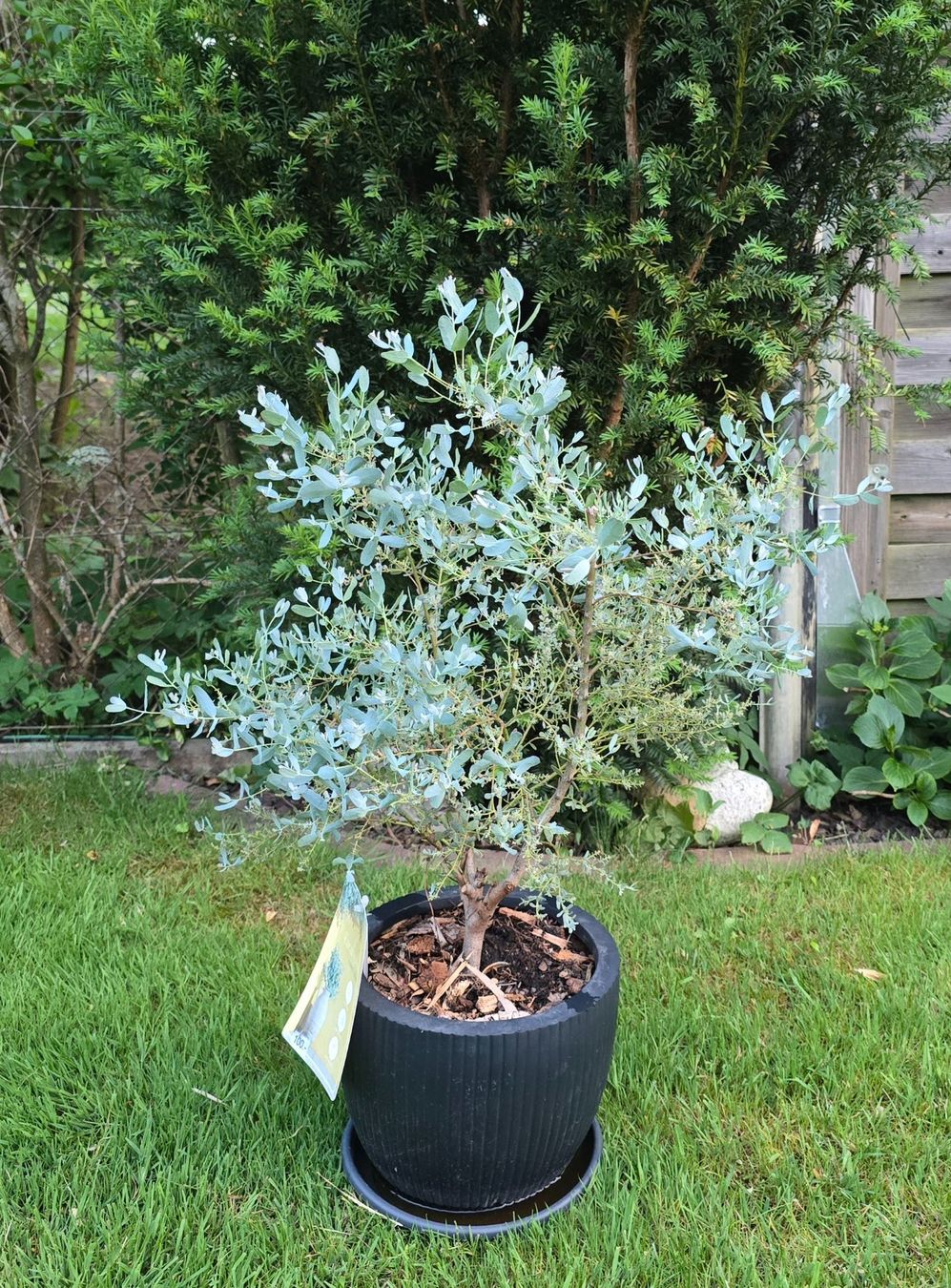 Piante & sementi: Eucalyptus gunnii 'France Bleu – Usato da Aarburg venduto da popkorn65 1