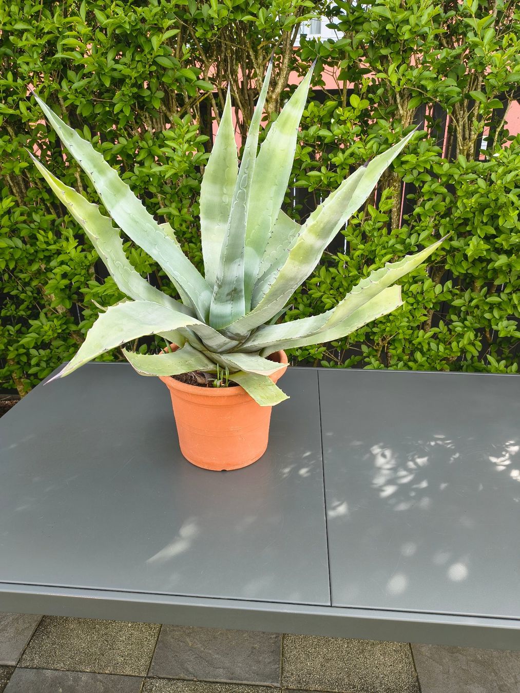 Piante & sementi: Agave – Usato da Emmenbrücke venduto da Schurs 1