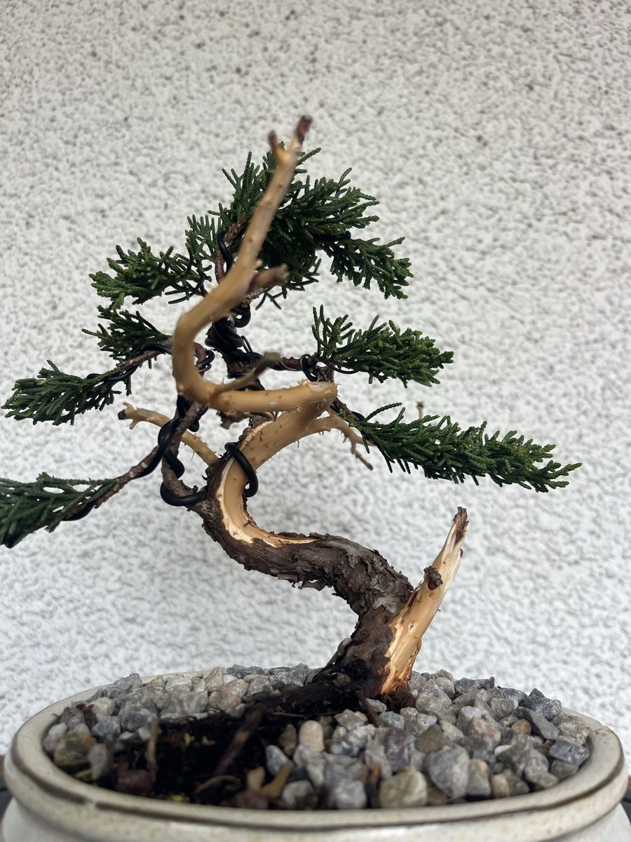 Plantes & graines: Wacholder Bonsai  – Neuf (Voir description) à Hettlingen par BonsaiNaturist.com 3