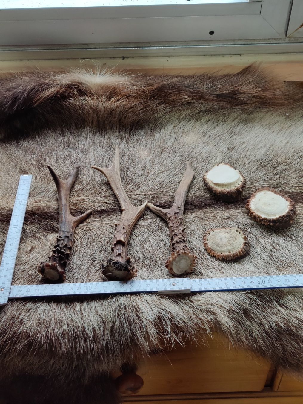 Kits de loisir créatif: Reh geweih und Hirsch Rosen zum Basteln oder Dekorieren – D'occasion à Kaltbrunn par Reimin85