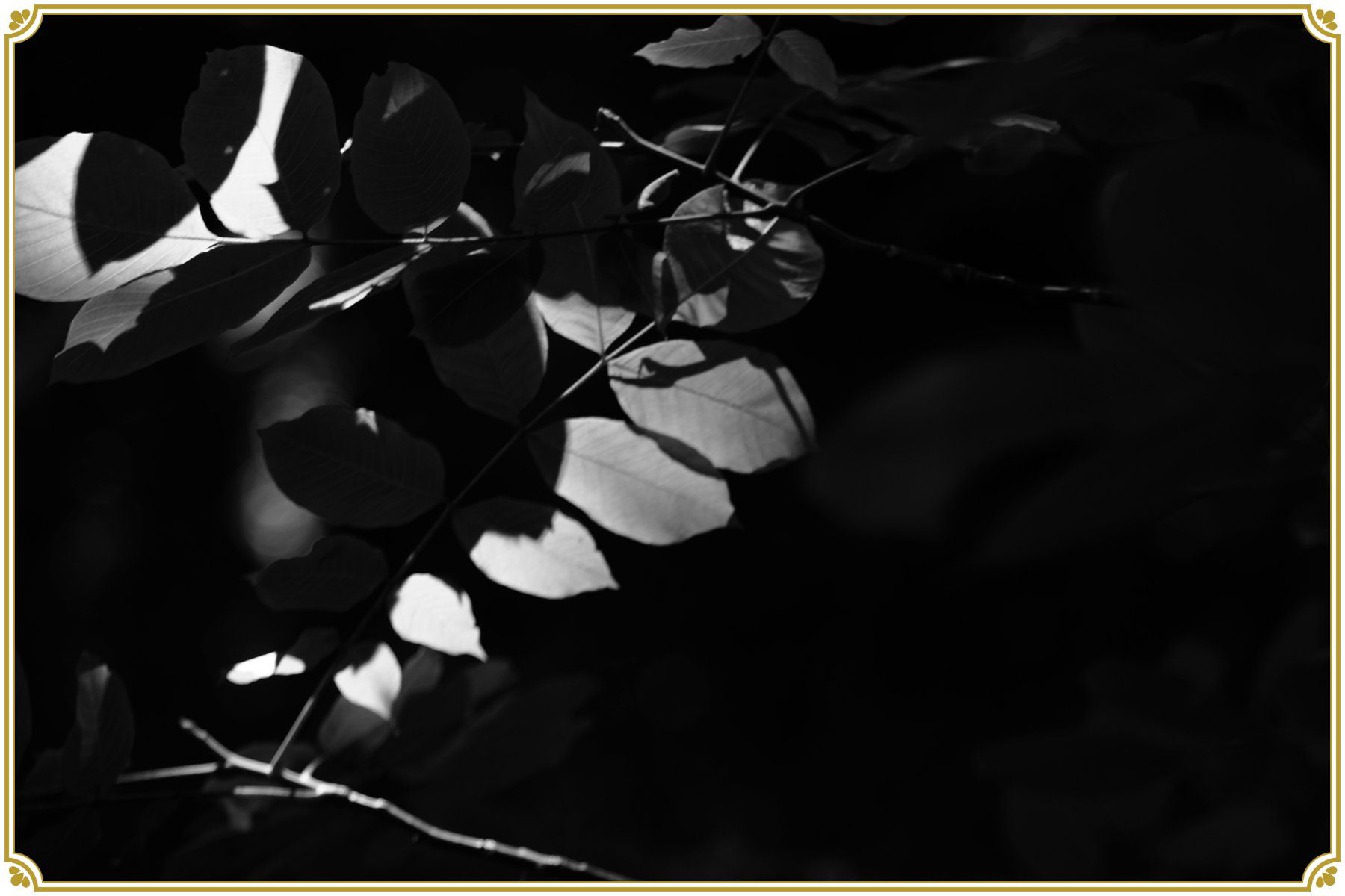 Fujifilm Fotocamera: Fujifilm X-T1 – Usato da Thônex venduto da Jan-Nemar 8