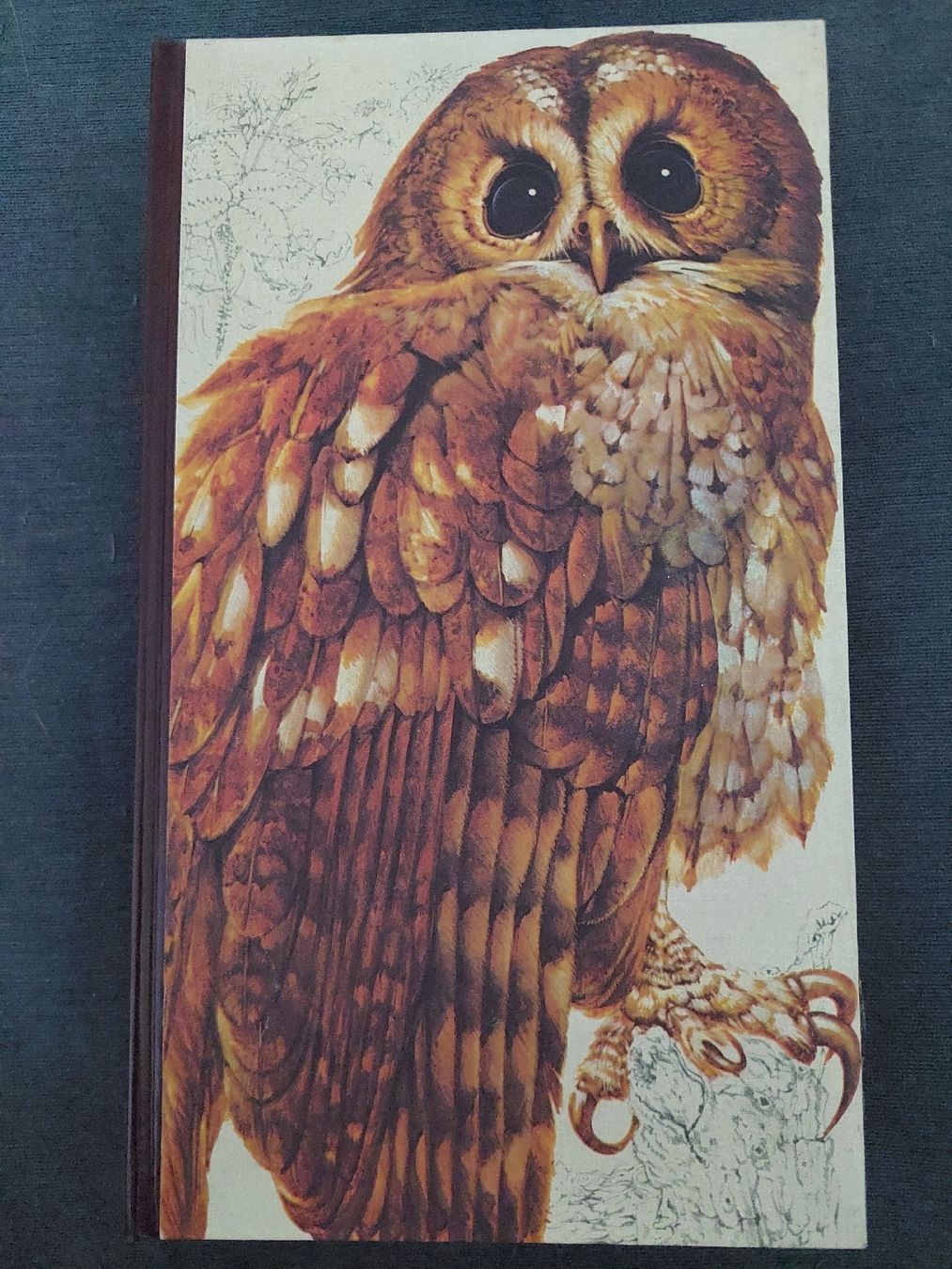 Bücher: Guide des Oiseaux – Neu (gemäss Beschreibung) aus Yverdon-les-Bains von pri_x6j6