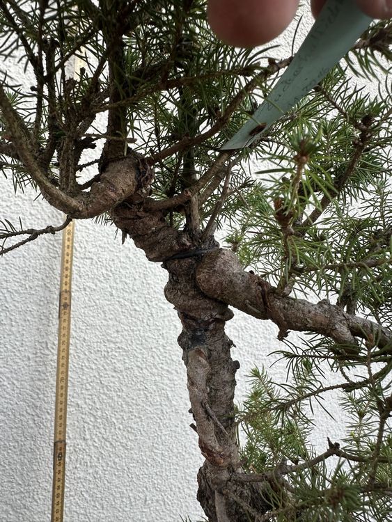 sichtschutz rollo bambus natur bambus Rollo Jalousie Schilfrohr Sonnenschutz Sichtschutz – Tone of  China