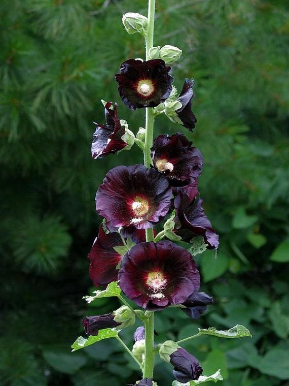 Piante & sementi: 100 Samen schwarze Stockrose Alcea nigra – Usato da Ehrendingen venduto da VerveinaSamen 1