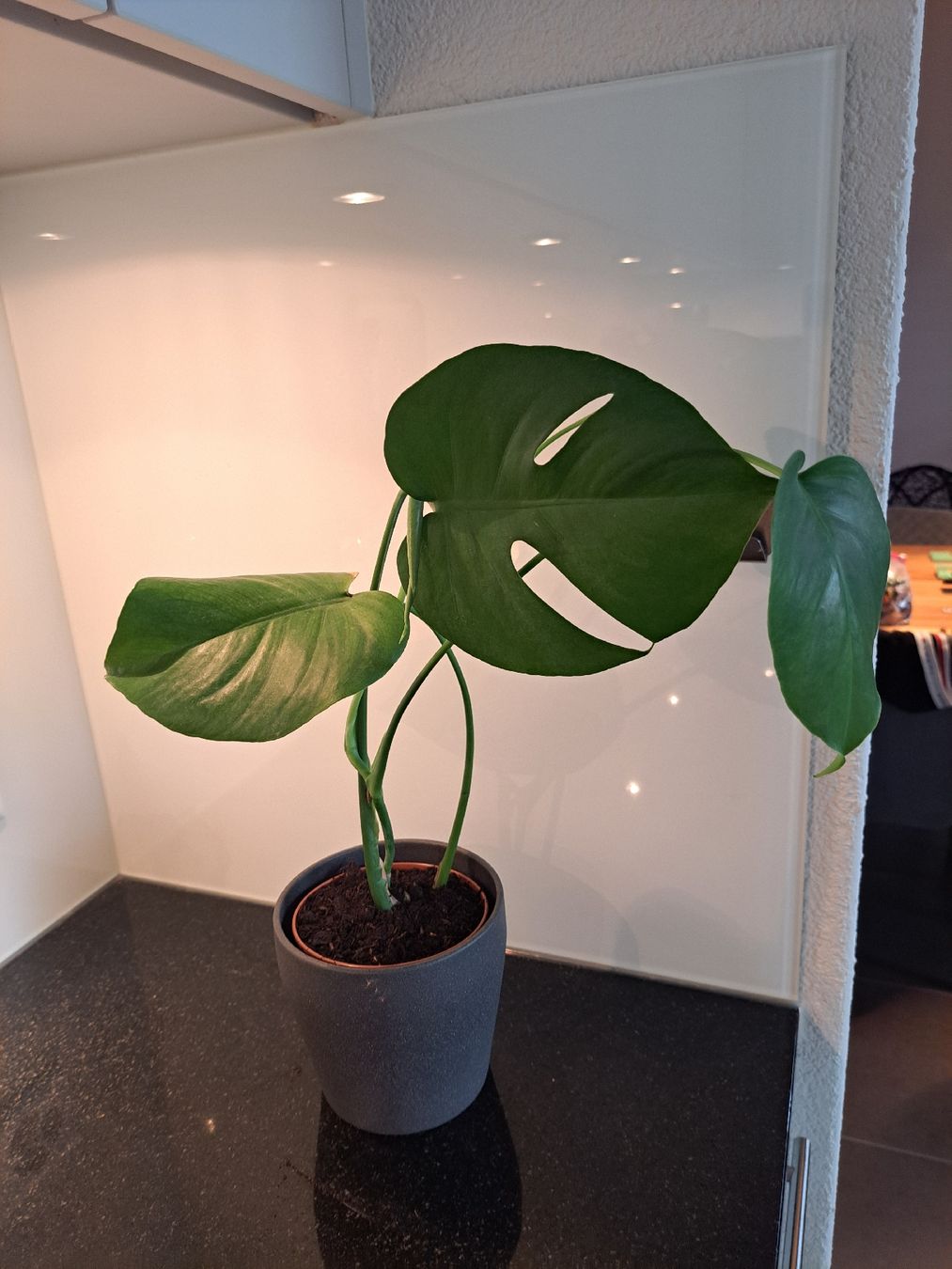 Pflanzen & Samen: Monstera Deliciosa  – Neu (gemäss Beschreibung) aus Samstagern von mel_ks7d 1