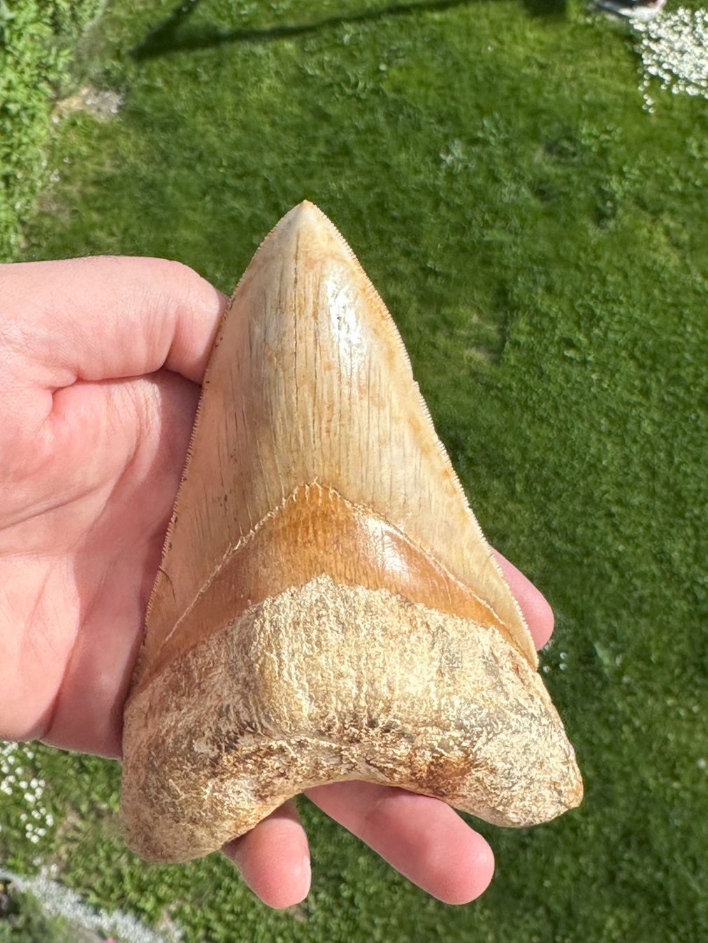 Fossilien: riesiger top Megalodon Zahn Indonesien – Gebraucht aus schüpfen von rica122 1