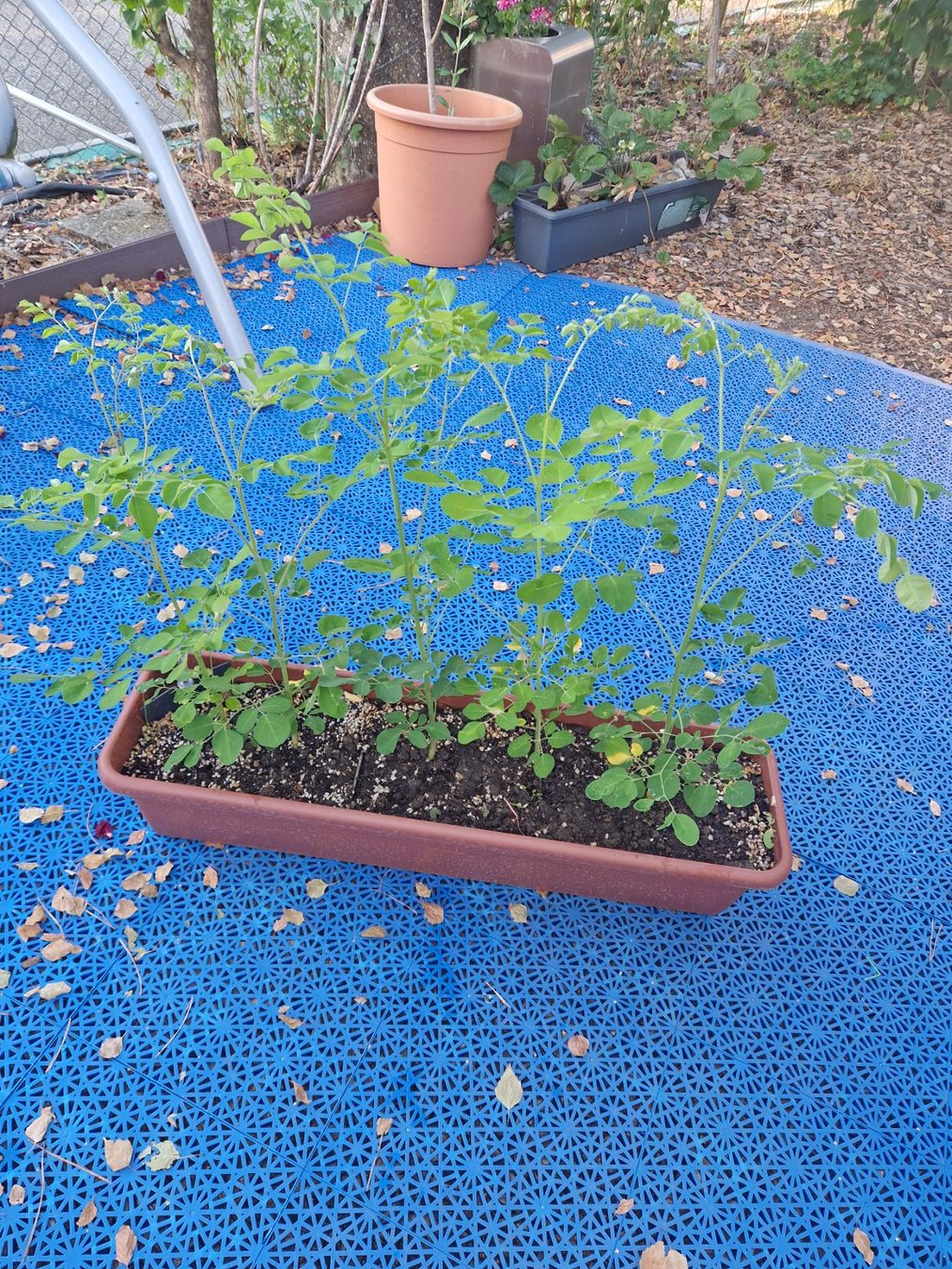 Piante & sementi: 5 Moringa Junge Pflanzen ca 60 cm. Hoch – Usato da Rothrist venduto da Aloe16 2