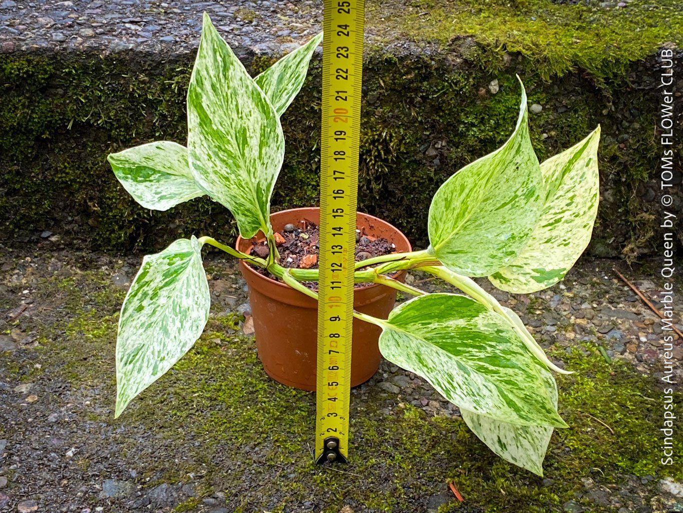 Plantes & graines: Scindapsus Aureus Marble Queen - pflegeleicht & robust – Neuf avec emballage d'origine à Adliswil par TAKEYOURPLANT 2