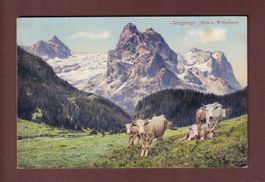 WELL- und WETTERHORN - Kühe - 1909