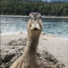Profile image of Jduck