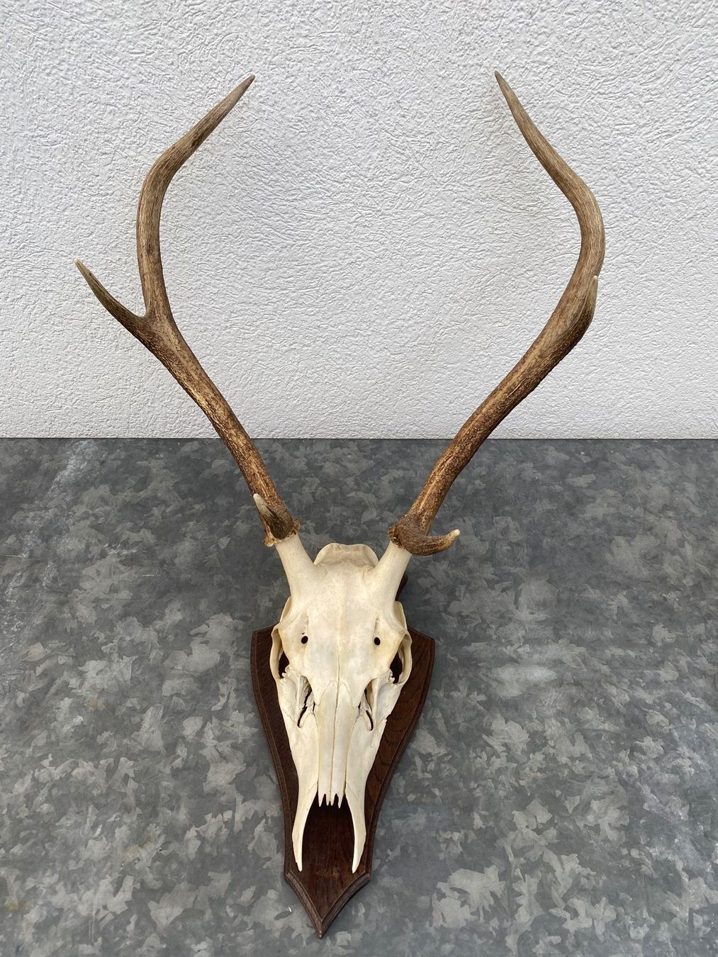Altre raccolte & rarità: Hirschgeweih auf Holzschild, Trophäe, Dekoration, Jagd – Usato da Emmen venduto da Sutim2005