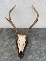 Hirschgeweih auf Holzschild, Trophäe, Dekoration, Jagd