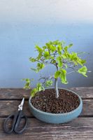 Bonsai, エノキ, Jap. Celtis sinensis, Jap. Zürgelbaum, 6J, 22cm