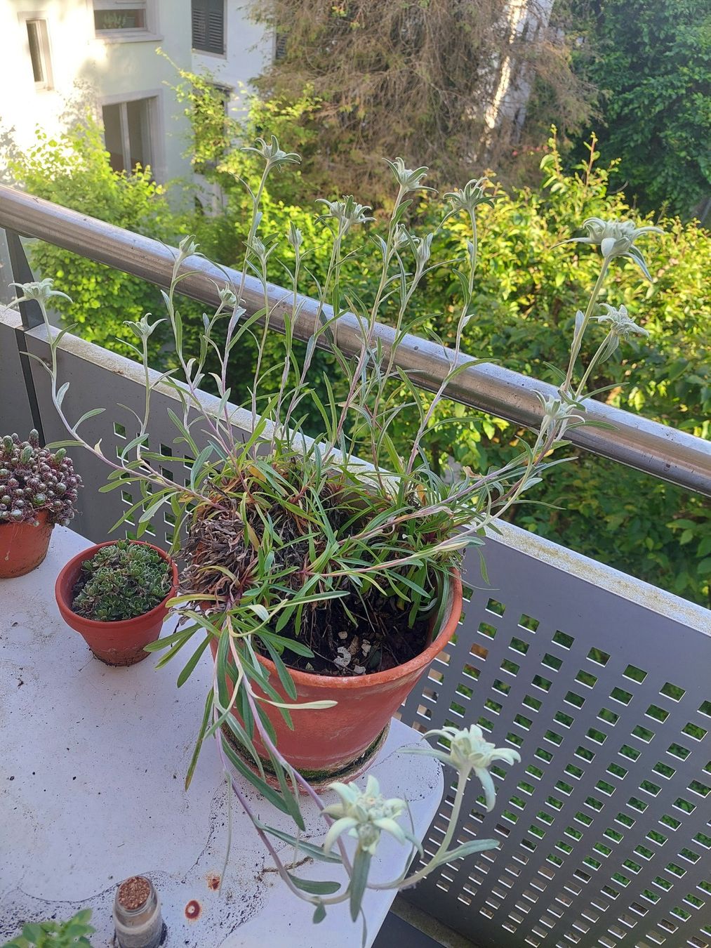 Piante & sementi: Edelweiss! – Usato da Zürich venduto da itorelli1