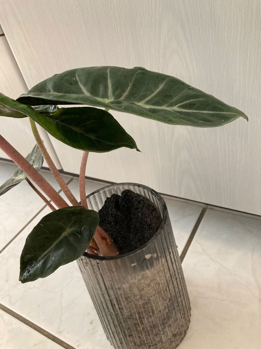 Plantes & graines: Alocasia Rosa Dragon Knollen – Neuf (Voir description) à Hettlingen par MissZotti 1