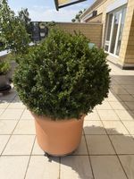 Schöner Buchsbaum (Buxus)