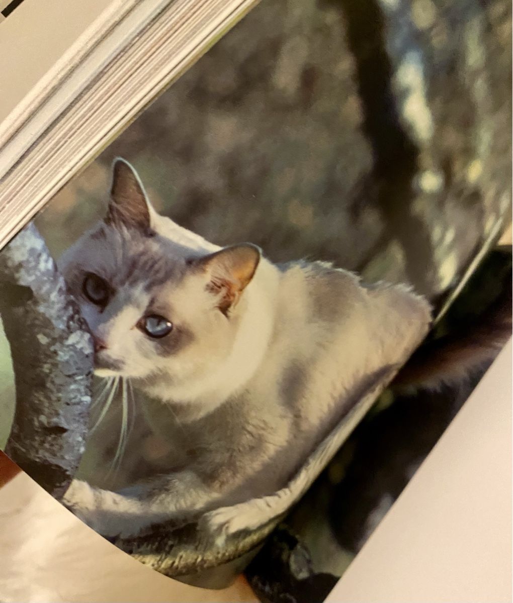 Libri: Bilder Buch Katzenrassen – Nuovo (secondo la descrizione) da Lyss venduto da Sibella56 2
