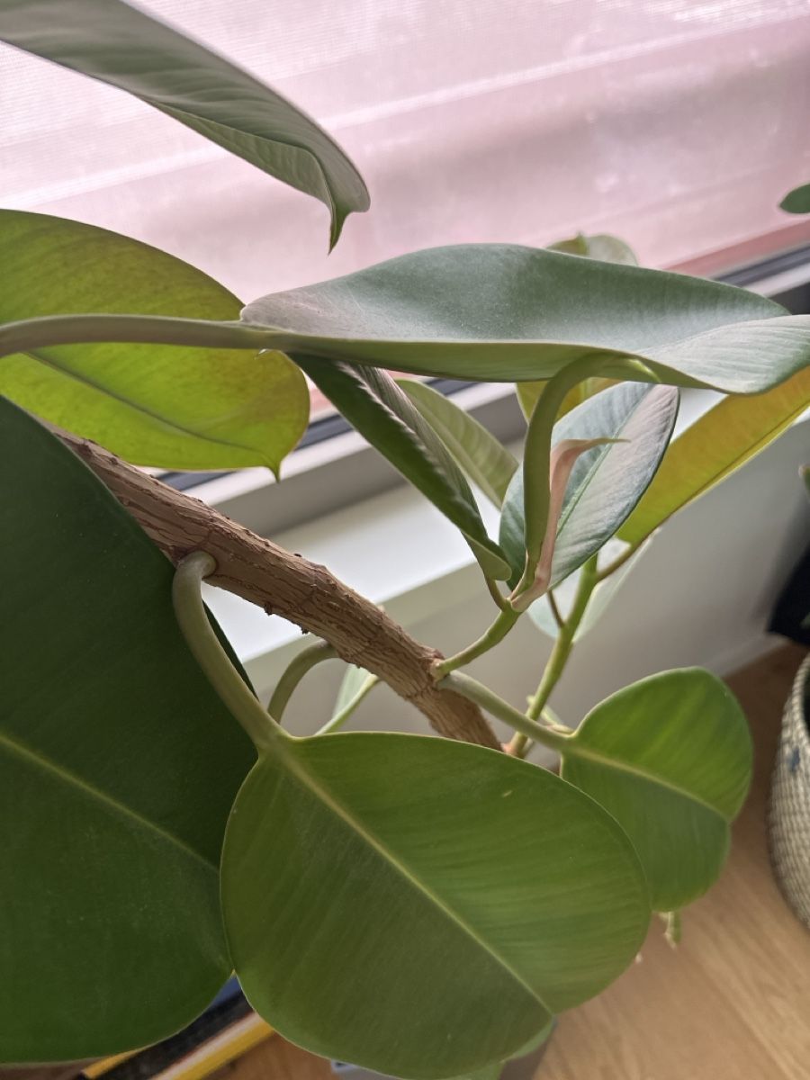 Plantes & graines: Ficus elastica plant c.a 2m – D'occasion à Zürich par buc_kh9f 1