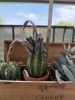 Echinopsis subdenudata