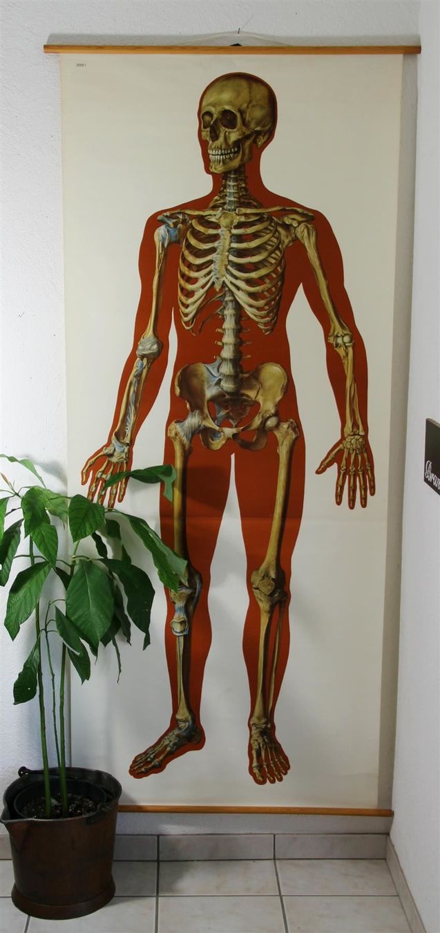 Poster & Bilder: Schulwandbild "Skelett" 185  cm x 85 cm – Gebraucht aus Birrwil von brandschatz_birrwil 1