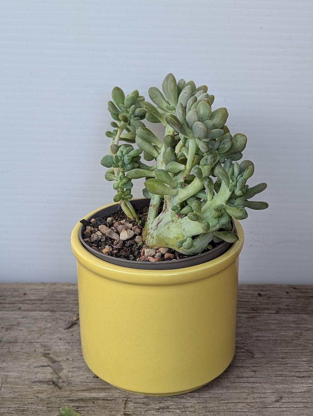 Pflanzen & Samen: Sedum forma cristata  – Gebraucht aus Comano von che_8lc2 1
