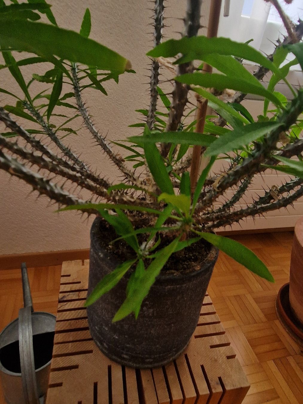 Piante & sementi: Kaktus Euphorbia – Usato da Zürich venduto da katinkalinka 1