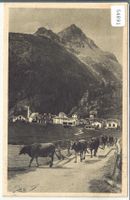Silvaplana mit Piz Polaschin - Rinderherde