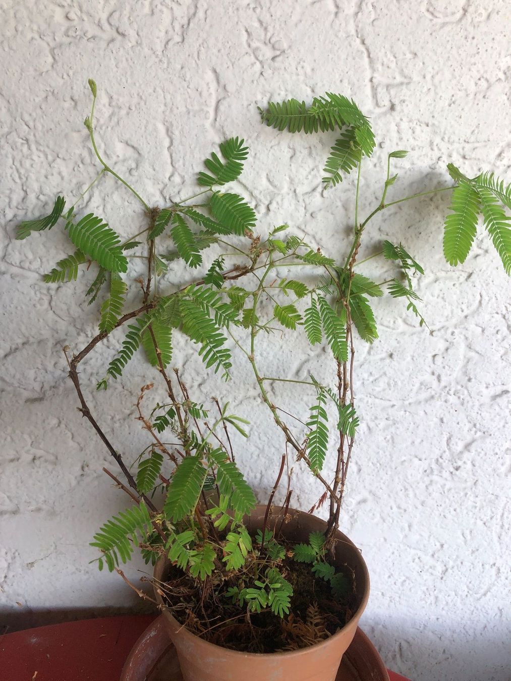 Plantes & graines: Mimose Mimosa Pudica – Neuf (Voir description) à Zürich par peterle01 1