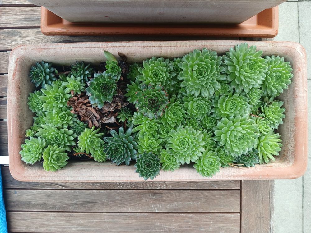 Bepflanzter Blumentopf mit Hauswurz Kaufen auf Ricardo