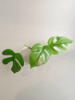 Rhaphidophora tetrasperma / Monstera minima Stecklinge