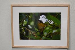 🖼️ Gerahmtes Naturfoto - Braunkopftangare aus Costa Rica