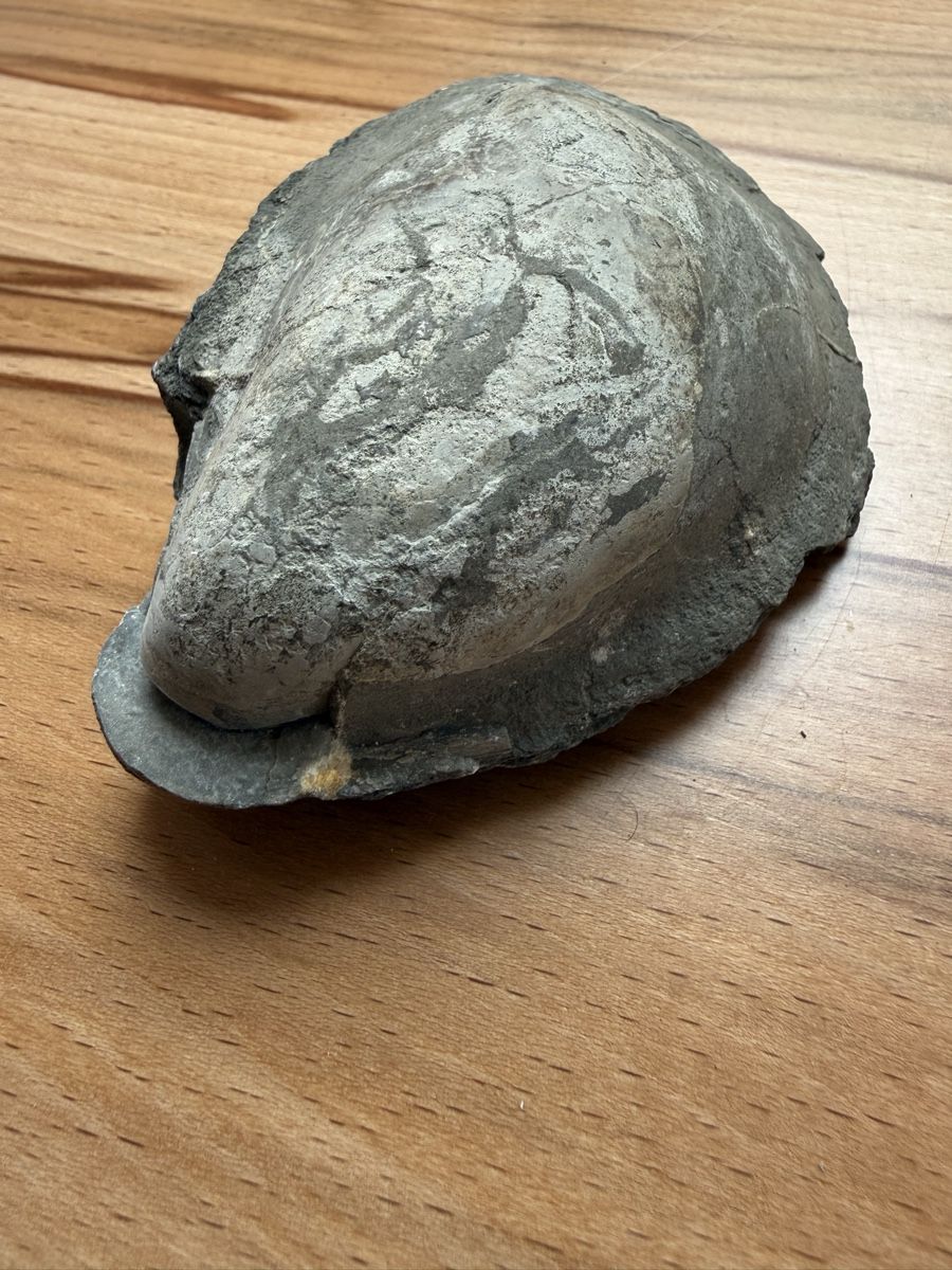 Fossili: Versteinerte Auster – Usato da Grenchen venduto da Bastet007 4