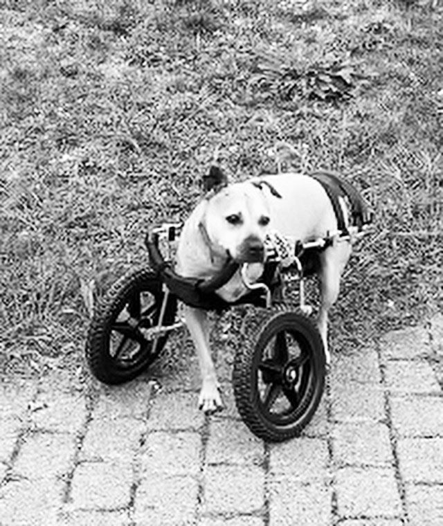 Sedie a rotelle: Hunde Rollstuhl von EDDIE'S WHEELs – Usato da Widen venduto da goofy124