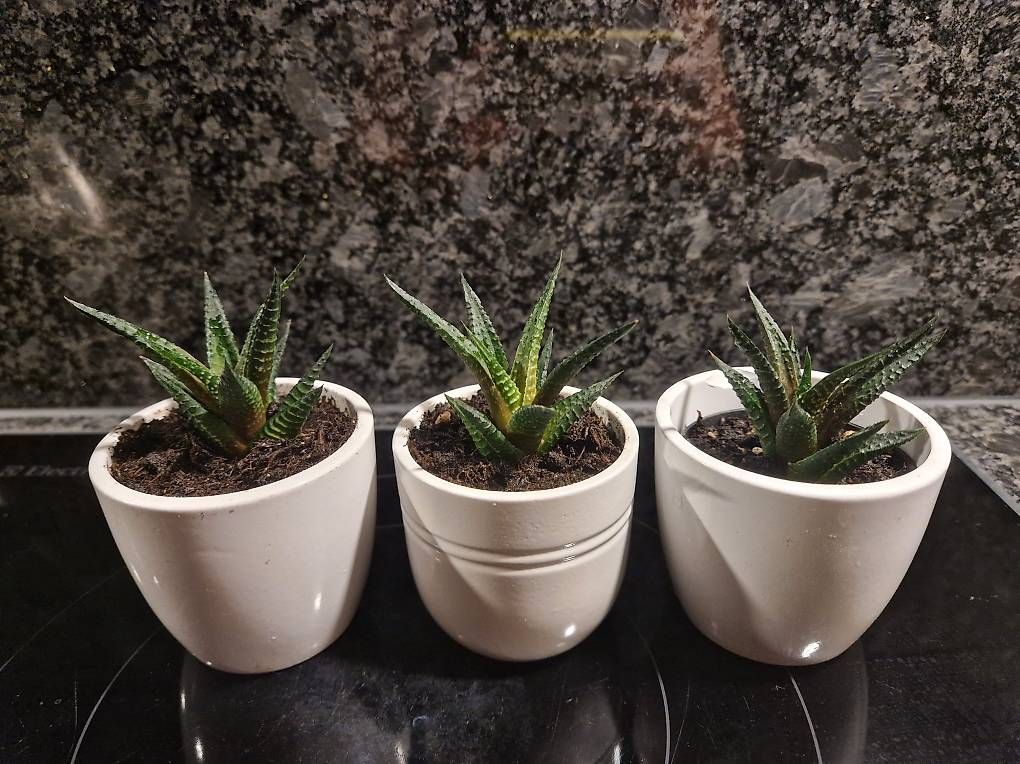 Piante & sementi: Mini succulents x3 – Usato da Dübendorf venduto da Olenaaa 1