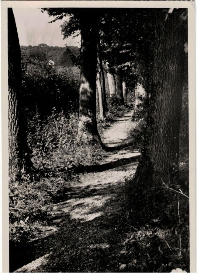 Cartoline postali: Allschwiler Eichenwald, Grenzweglein – Usato da Frauenfeld venduto da POML
