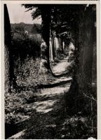 Allschwiler Eichenwald, Grenzweglein