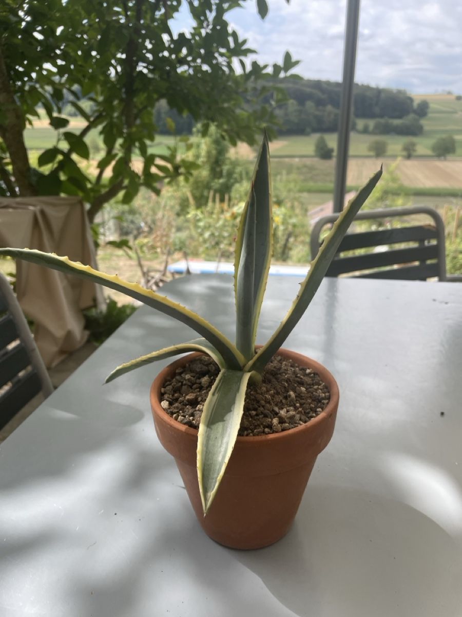 Plantes & graines: Agave Americana – D'occasion à Ersigen par daniel0236 1