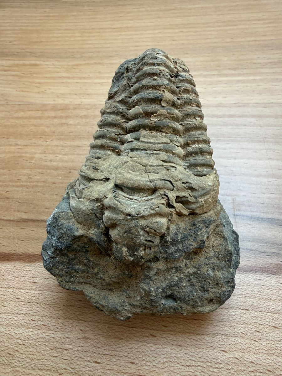 Fossili: Versteinerter Trilobit – Usato da Grenchen venduto da Bastet007