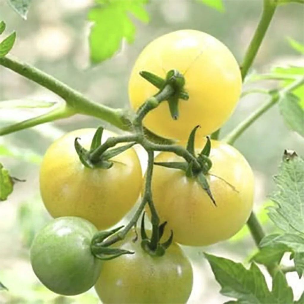Pflanzen & Samen: 30  Samen SNOWBERRY weisse Kirschtomate – Neu (gemäss Beschreibung) aus Ehrendingen von VerveinaSamen 5