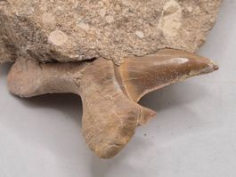 ⭐ Haifischzahn Fossil in Matrix Marokko Sammlerstück (2)