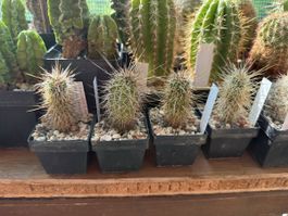 Echinocereus fasciculatus var boyce thompsonii