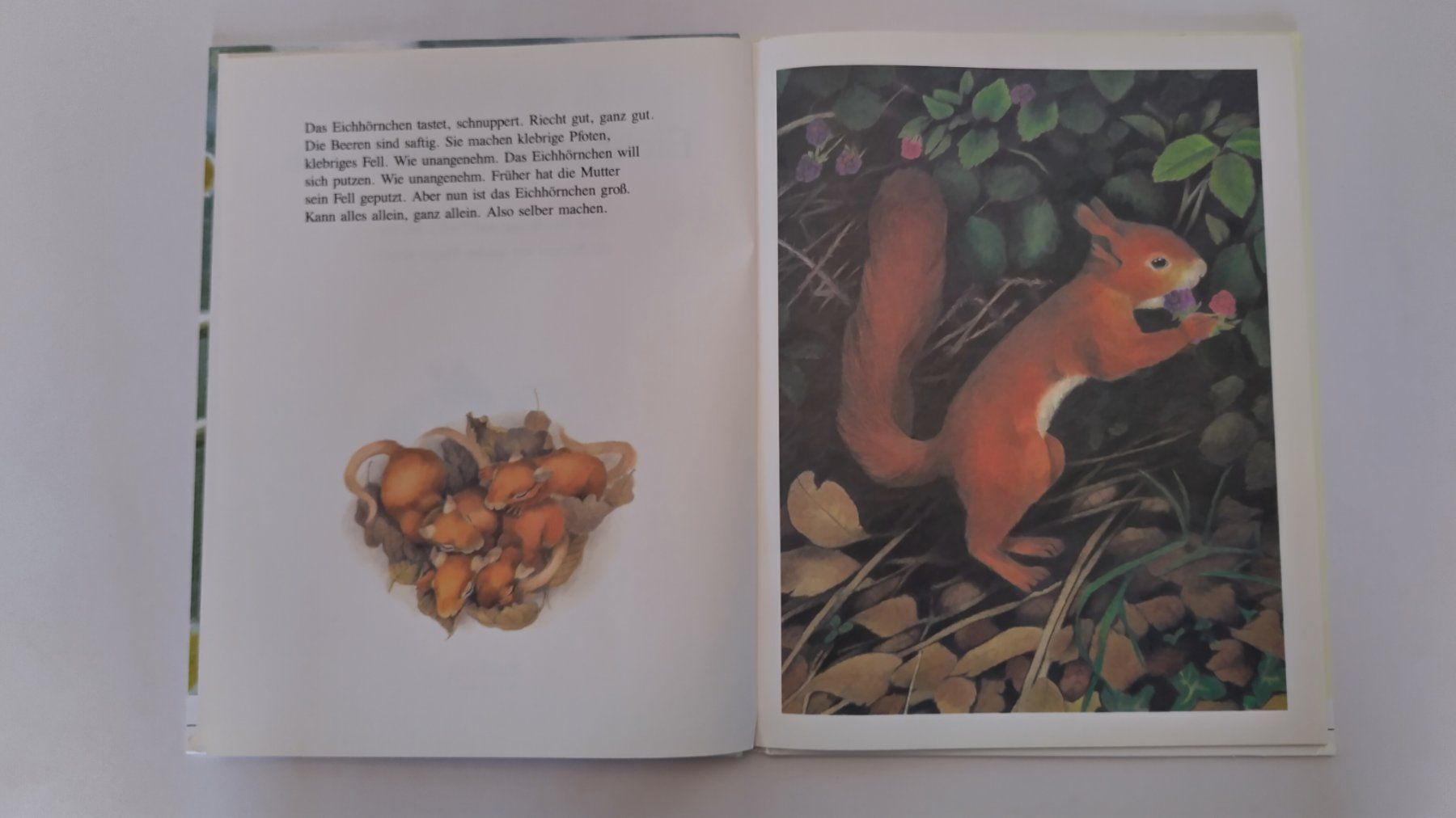 Libri: Eichhörnchenverstecke / Eichhörnchen Bilderbuch ab Fr. 8.- – Usato da Bellach venduto da JingleJerry 3