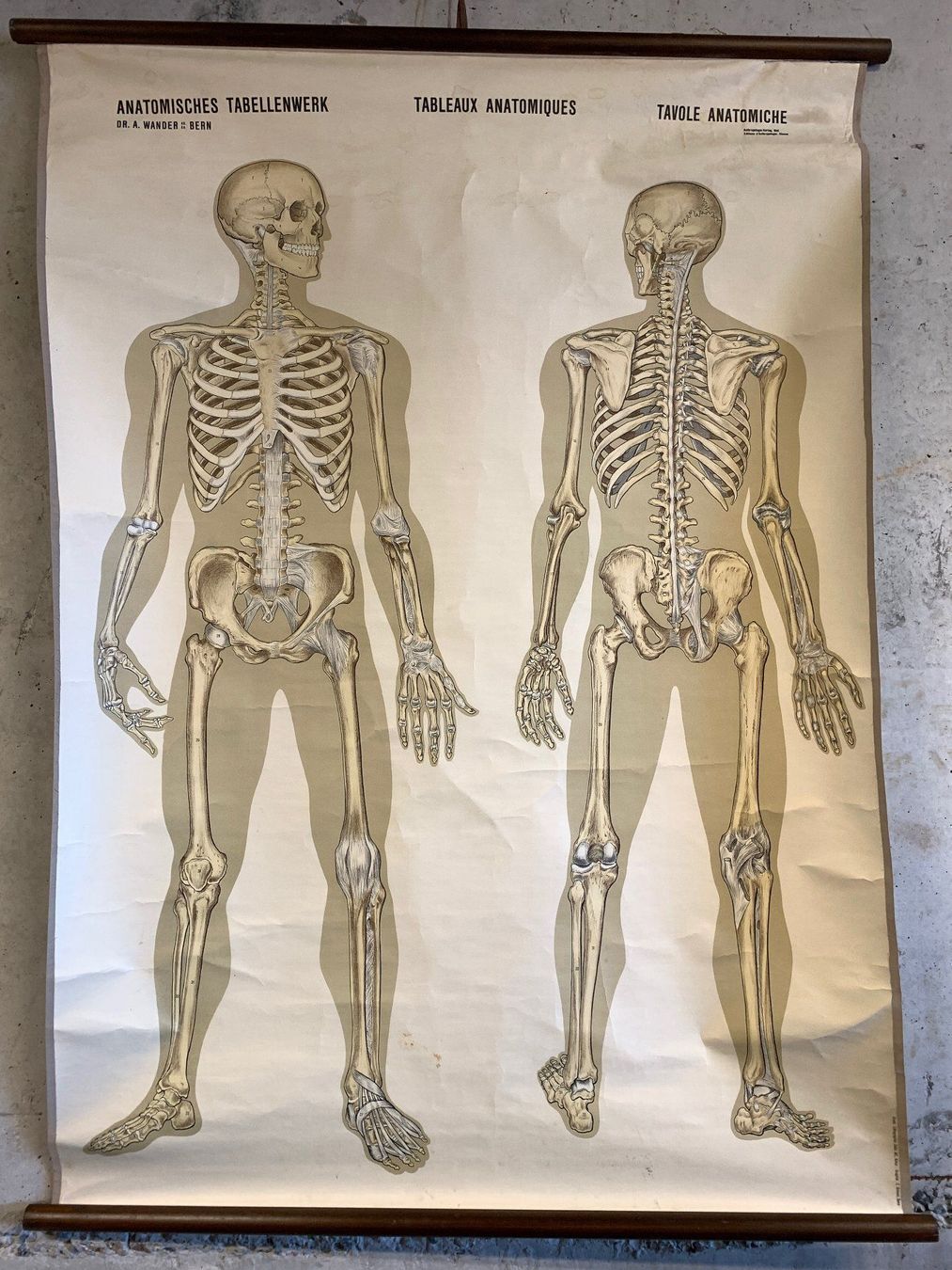 Foto & Immagini: Anatomisches Tabellenwerk Skelett – Usato da Ottikon venduto da Hogdog