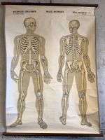 Anatomisches Tabellenwerk Skelett