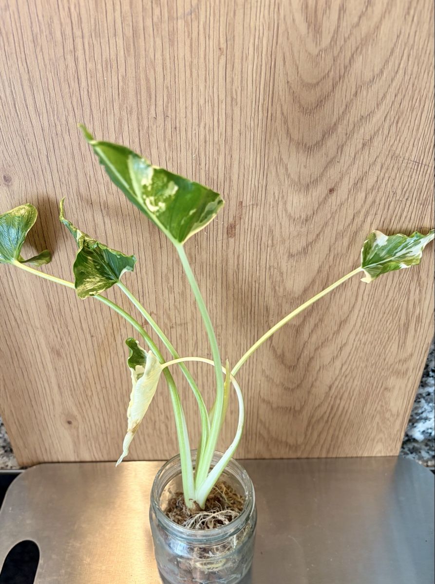 Piante & sementi: Alocasia Cucullata "Crinkles Albo"  – Usato da Kaiseraugst venduto da dka_b97z 3