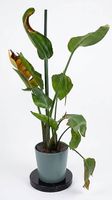Strelizie 150 cm